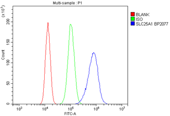 Anti-Slc25a1 Antibody
