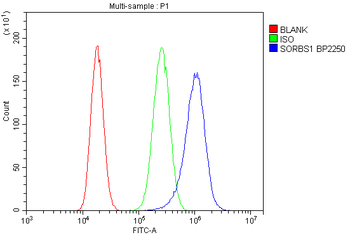 Anti-SORBS1 Antibody