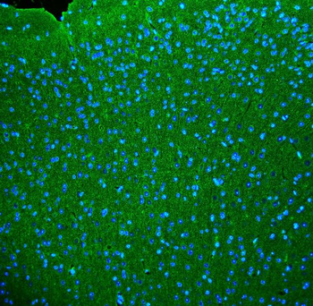Anti-Synaptophysin/SYP Antibody