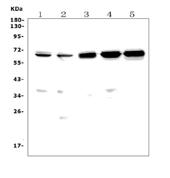 CD30/Tnfrsf8 Antibody