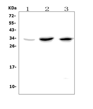 GITR/Tnfrsf18 Antibody