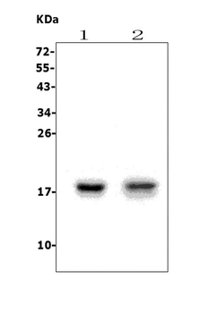Anti-FAT10/UBD Antibody