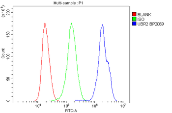 Anti-UBR2 Antibody