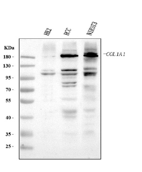 Collagen I/COL1A1 Antibody