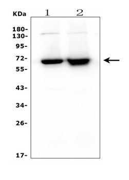 CD5 Antibody (monoclonal, 4E2)