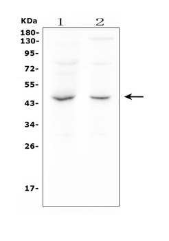 MPI Antibody (monoclonal, 11I4)