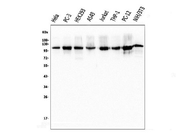 KAP1/TRIM28 Antibody (monoclonal, 3H2)
