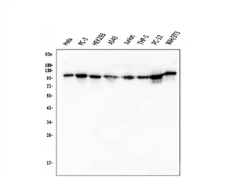KAP1/TRIM28 Antibody (monoclonal, 9E3)
