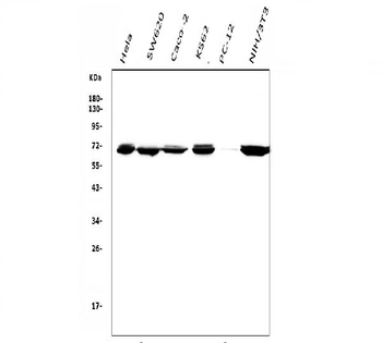 DDX5 Antibody (monoclonal, 3F9)