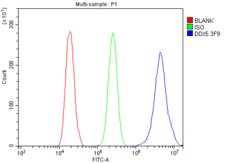 Anti-DDX5 Antibody (monoclonal, 3F9)