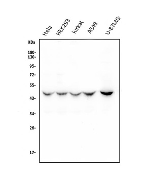 Ribonuclease Inhibitor/RNH1 Antibody (monoclonal, 4F3)