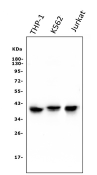 CCR2 Antibody (monoclonal, 8C4)