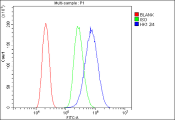 Anti-Hexokinase 1/HK1 Antibody (monoclonal, 2I4)