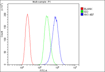 Anti-Hexokinase 1/HK1 Antibody (monoclonal, 4B7)