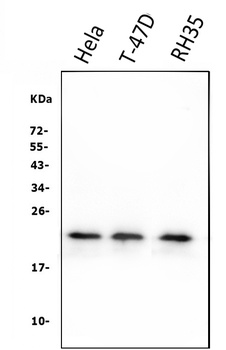 HSPB8/Hsp22 Antibody (monoclonal, 7D8)