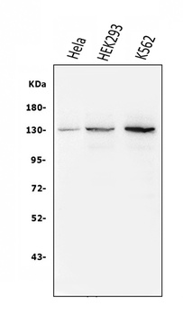 BubR1/BUB1B Antibody (monoclonal, 5I7)