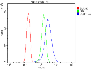 Anti-BubR1/BUB1B Antibody (monoclonal, 5I7)