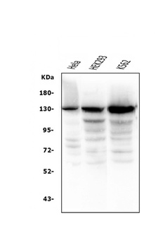 BubR1/BUB1B Antibody (monoclonal, 8B3)