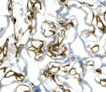 Anti-CD31/PECAM1 Antibody (monoclonal, 2D4)