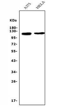 CD146/MCAM Antibody (monoclonal, 4C12)