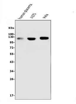 CD146/MCAM Antibody (monoclonal, 2H12)