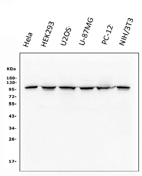 alpha 1 Catenin/CTNNA1 Antibody (monoclonal, 10I2)