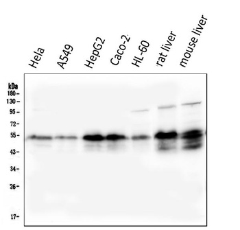 Retinoid X Receptor alpha/RXRA Antibody (monoclonal, 5E7)