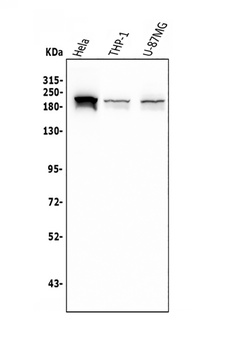 SMARCA2/BRM Antibody (monoclonal, 4E8)