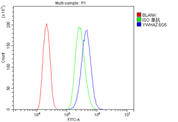 Anti-14-3-3 zeta/delta/YWHAZ Antibody (monoclonal, 6G5)