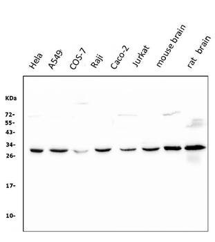Anti-14-3-3 zeta/delta/YWHAZ Antibody (monoclonal, 6H7)