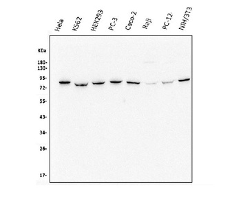 Methylmalonyl Coenzyme A mutase Antibody (monoclonal, 2D6)