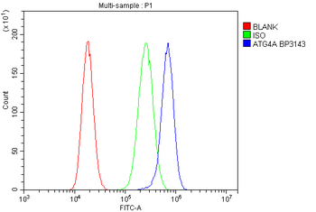 Anti-ATG4A Antibody