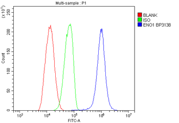 Anti-ENO1 Antibody