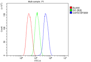 Anti-GAP43 Antibody
