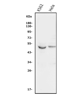 Anti-GSK3 alpha/GSK3A Antibody