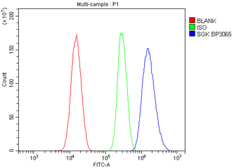 Anti-SGK1 Antibody