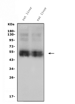 SLC10A1/NTCP1 Antibody