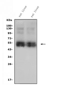 Anti-SLC10A1/NTCP1 Antibody