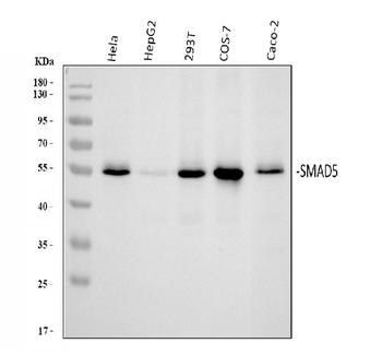 Anti-SMAD5 Antibody