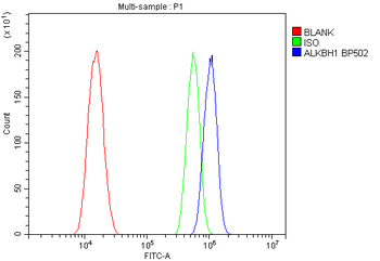 Anti-ALKBH1 Antibody