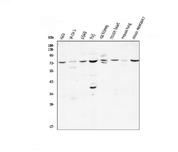CD239/BCAM Antibody