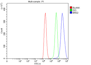 Anti-BRD2 Antibody