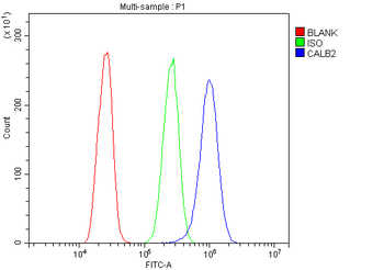 Anti-Calretinin/CALB2 Antibody