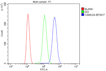 Anti-CaMKII alpha/CAMK2A Antibody