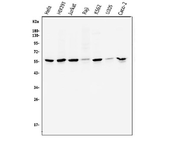 Cyclin B1/CCNB1 Antibody