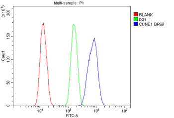 Anti-Cyclin E1/CCNE1 Antibody