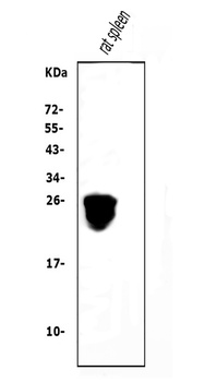 Cd79a Antibody