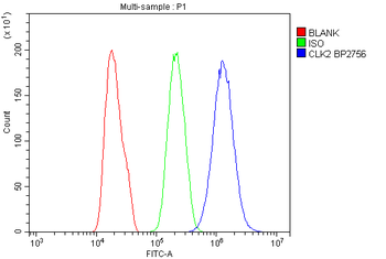 Anti-CLK2 Antibody