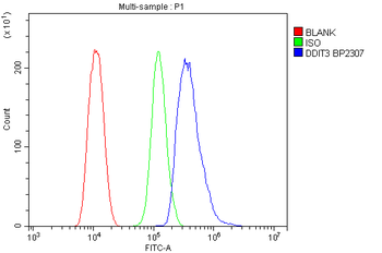 Anti-DDIT3 Antibody
