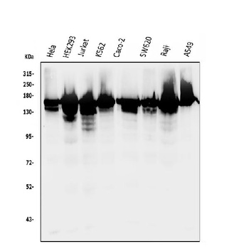 RNA Helicase A/DHX9 Antibody